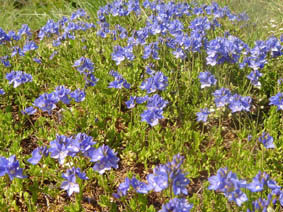 Veronica sp (Espagne)